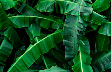 Obraz premium Banana green leaves texture background. Banana leaf in tropical forest. Green leaves with beautiful pattern in tropical jungle. Natural plant in tropic garden. Nature background. Foliage abstract.
