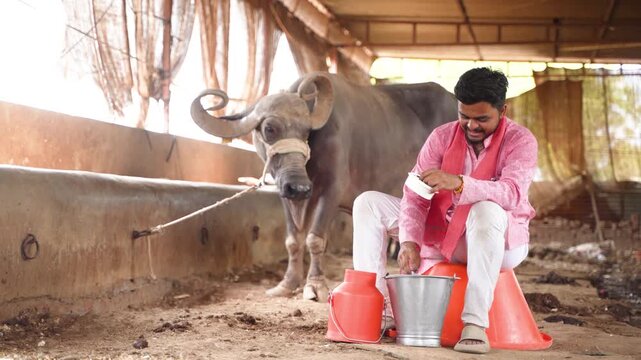 young indian rural farmer sitting at buffalo farm