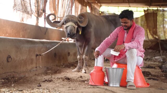 young indian rural farmer sitting at buffalo farm