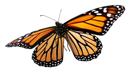 Monarch butterfly with orange and black wings, isolated on transparent background © Mira