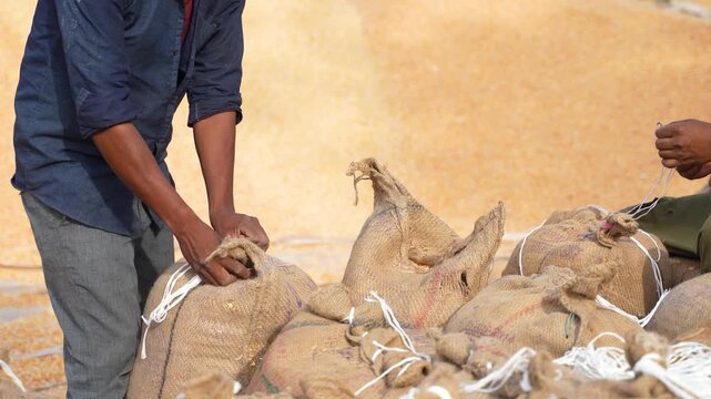 indian workers working at grain market