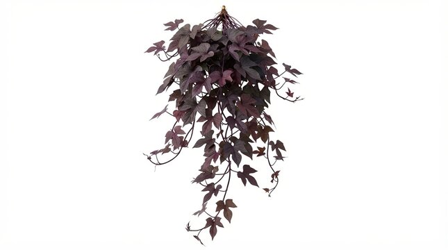 Dark purple ivy hanging plant isolated on white, trailing sweet potato vine foliage, ornamental creeper for home decor