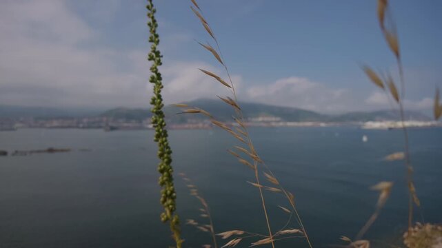 Grassy foreground with a clear blue sky over the tranquil Sopelana Algorta bay, showcasing the beautiful Basque Country coastline