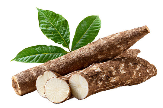 Fresh whole cassava root with natural brown textured skin, isolated PNG on transparent background