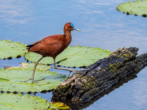 African Jacana Bird with Blue Forehead Walking on Lily Pads in Water