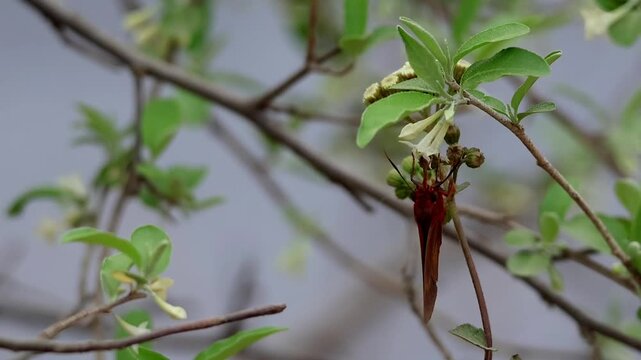 Closeup slow motion footage a Branded Orange Awlet (Burara oedipodea) butterfly delicately collecting nectar from blooming Autumn Olive (Elaeagnus umbellata) flowers during the spring season.
