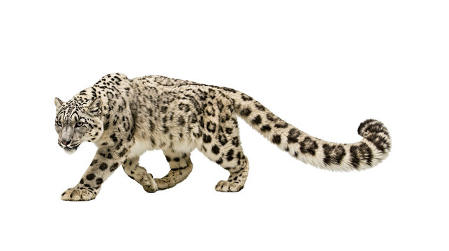 Snow leopard with spotted fur walking, isolated on transparent background