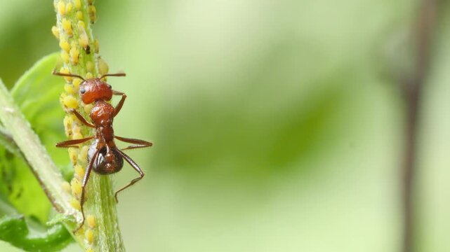 Drop Tail Ants farming aphids for honeydew; slow motion monsoon morning macro tapping with antenna