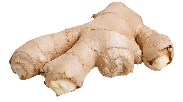 Raw ginger root with textured brown skin, isolated on transparent background