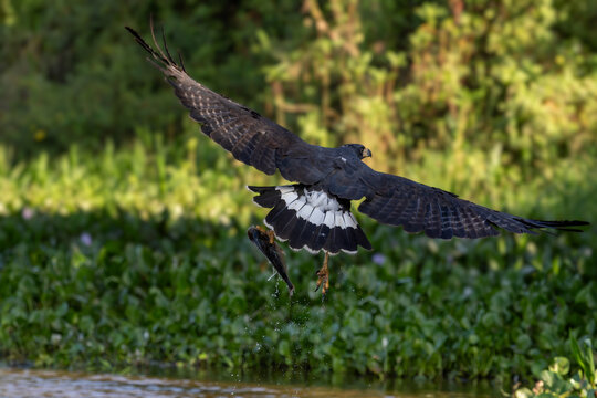 Great Black Hawk - Buteogallus urubitinga, American bird of prey found in forests and woodlands of Americas, Pantanal, Brazil.