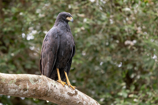 Great Black Hawk - Buteogallus urubitinga, American bird of prey found in forests and woodlands of Americas, Pantanal, Brazil.