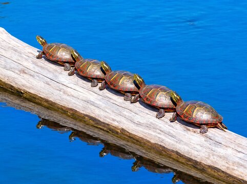 Five Painted Turtles Lined Up Basking on Sunlit Driftwood in Bright Blue Water