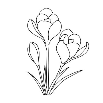 Black and white crocus flower line drawing with slender leaves. Elegant botanical illustration perfect for coloring