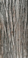 Fototapeta premium a bark texture