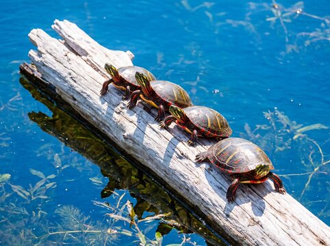 Four Painted Turtles Basking on a Sunlit Log in Clear Blue Water