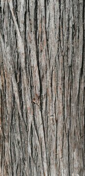 a bark texture