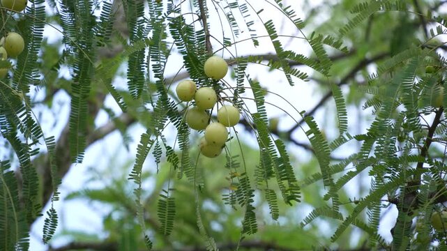 The tree is bearing amlaki (Indian gooseberries).