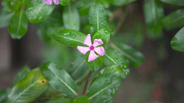Raindrops have fallen on the periwinkle flowers.
