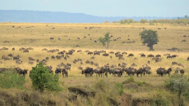 African wildebeest herd grazing on savanna, vast migration of gnu across golden grassland, wild animals in natural safari habitat