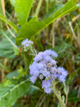 Macro of wild purple Ageratum flowers. Crisp focus highlights fluffy petals and fuzzy stems. Vibrant daylight creates smooth green bokeh. Ideal for botanical concepts or backgrounds