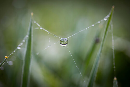 A single dew drop hanging from a spider web strand stretched between two green grass blades in a soft focus natural outdoor environment
