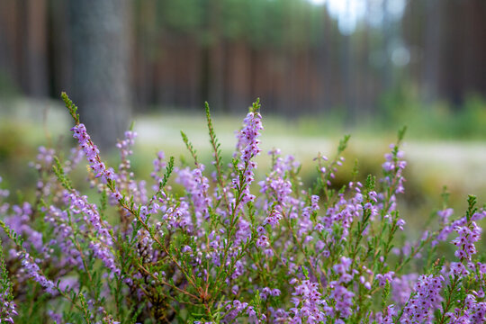 Blooming common heather in a pine forest with soft woodland background in late summer