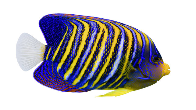 Regal angelfish with vibrant blue and yellow stripes, isolated on transparent background
