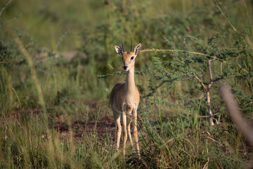 View of a small antelope standing alert in the tall savanna grass with green shrubs and soft natural light in Uganda. © Paul