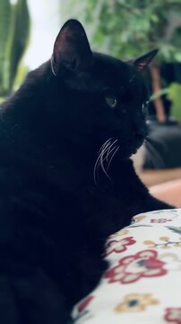 Aesthetic portrait of fluffy black cat with long white whiskers sitting on a colorful patterned blanket. Cozy home room interior with green house plants on background, vertical layout.