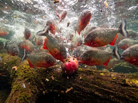Voracious Piranhas Swarming and Devouring Fruit Underwater
