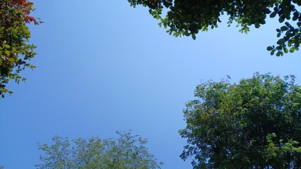Fototapeta premium The sky is a clear blue, with lush green trees framing the peaceful natural landscape.