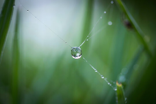Macro of a single dew drop suspended on a thin spider web thread between green blades of grass in a blurred morning meadow
