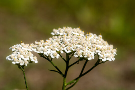 Common yarrow with clusters of small white flowers blooming in summer