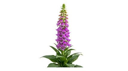 Tall purple foxglove flower with green leaves, isolated on transparent background © Piotr