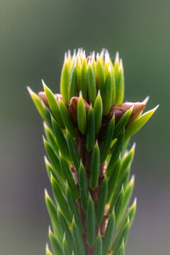 Fresh green conifer shoot with emerging needles and terminal bud in macro close-up