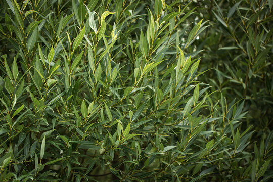 Detailed close-up lush green leaves of willow tree close up, natural background texture.