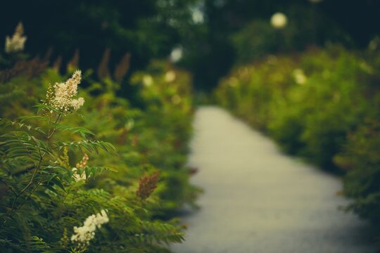 Blur dreamlike garden path with blooming sorbaria sorbifolia and green foliage in sunny day of summer, natural background.