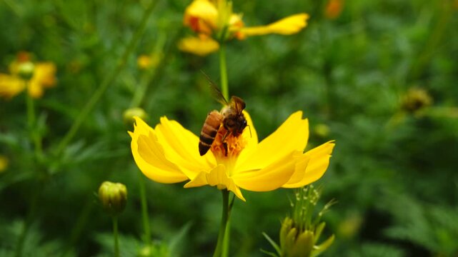 A bee sips nectar from a yellow flower in a park&mdash;set within a city rich in greenery amidst warm air and bright morning sunlight. This image reflects themes of pollination.