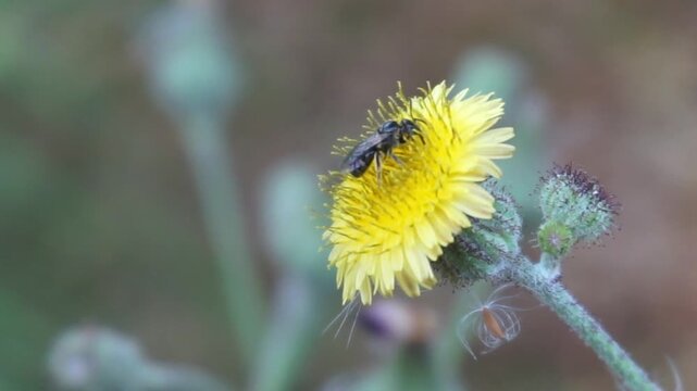 bee on a flower