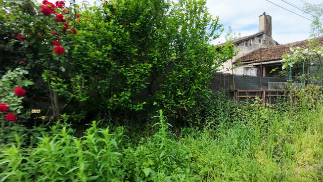 Rustic Stone Cottage with Red Roses and Overgrown Garden in France