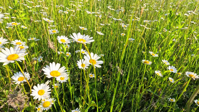 Blooming White Daisies in a Lush Green Summer Meadow