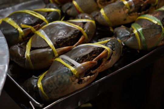 mud crabs
