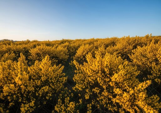 Vast Landscape of Golden Gorse Bushes Under a Clear Blue Sky.