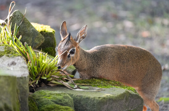Portrait of a Kirk's dik-dik. Close-up of the animal. Madoqua kirkii.
