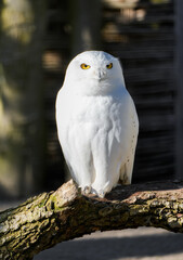 Obraz premium Portrait of a snowy owl. Close-up of the bird. Bubo scandiacus. 