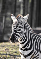 Portrait of a zebra. Close-up of the animal. Hippotigris.  © Elly Miller