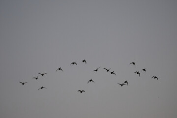 ducks flying in the sky © Dim