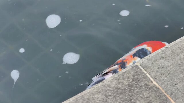 A koi fish swims in a tranquil pond. A large, graceful Japanese koi featuring vibrant orange and white patterns glides smoothly through the clear, dark water near the rocky edge. Animal video 4k 60fps