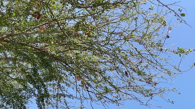 Fine upper limbs with sparse leaves create an intricate pattern against an open blue background, filmed from below during daytime with subtle movement and a minimalist mood.