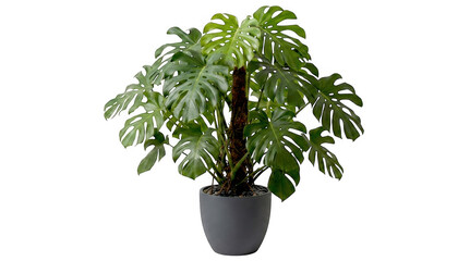 Large green tropical monstera plant growing in a dark grey ceramic pot for home decoration isolated on transparent background © AF LAB